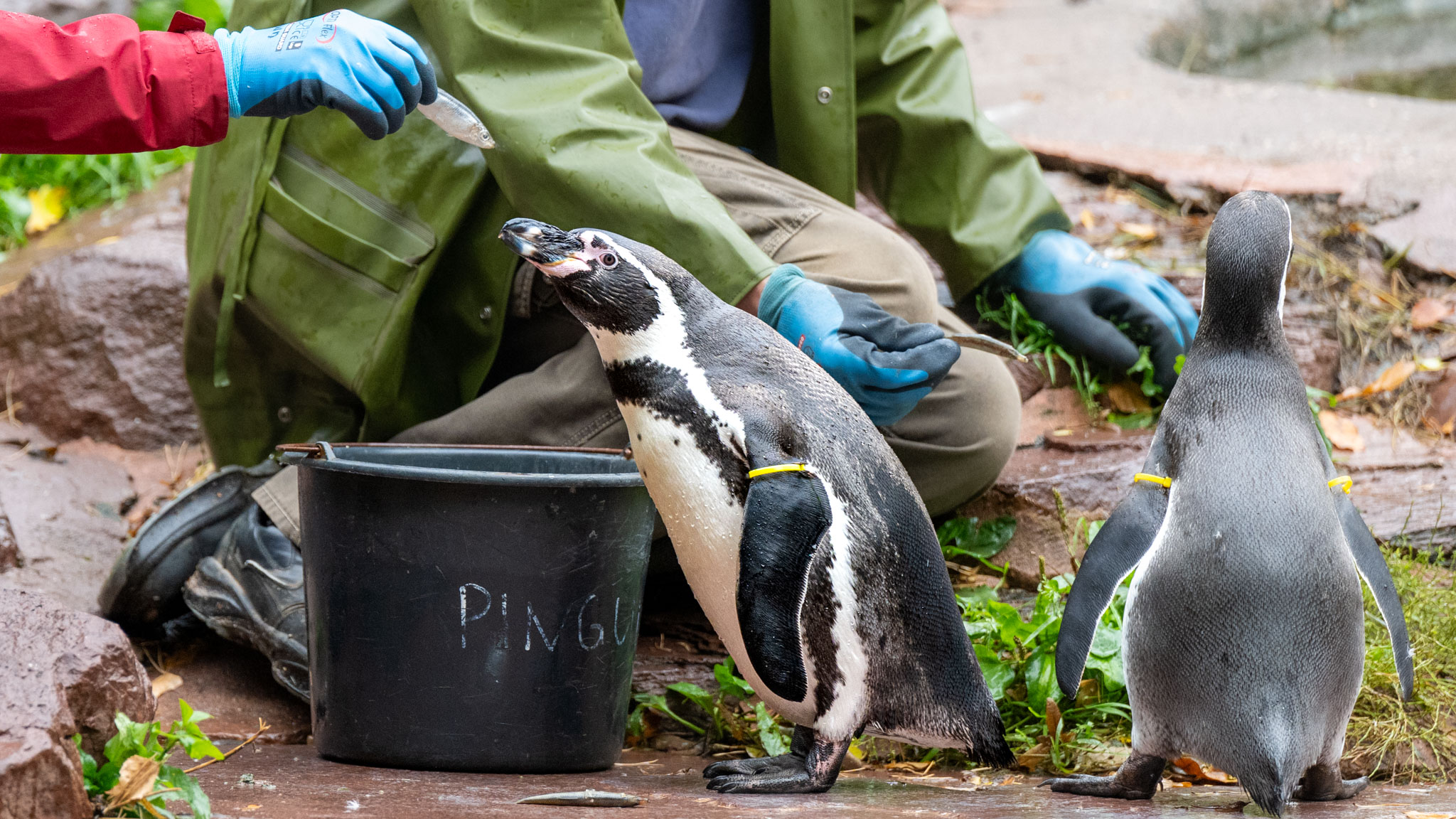 zwei Pinguine im Nürnberger Tiergarten werden mit Fischen gefüttert