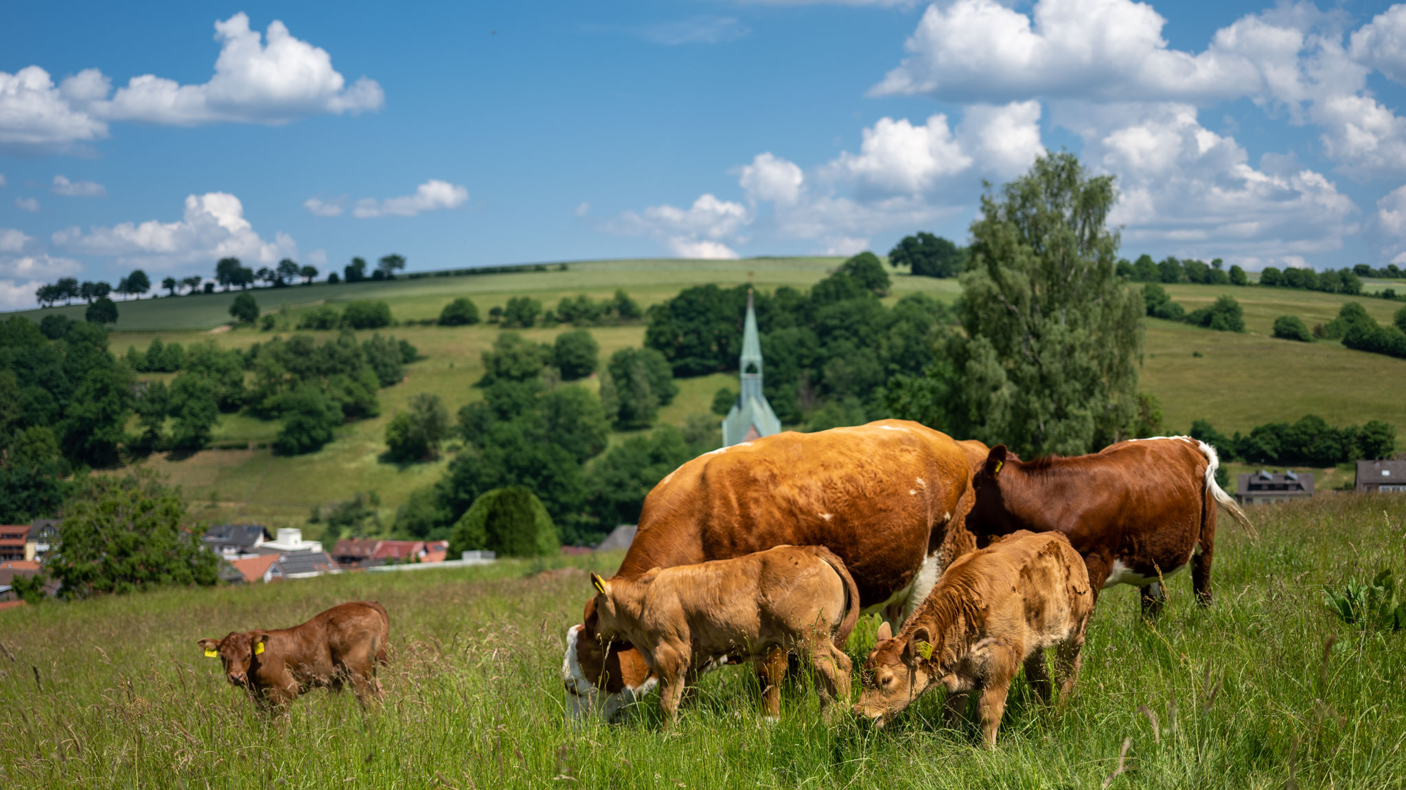Kühe auf der Weide vor Dorf im hügeligen Spessart