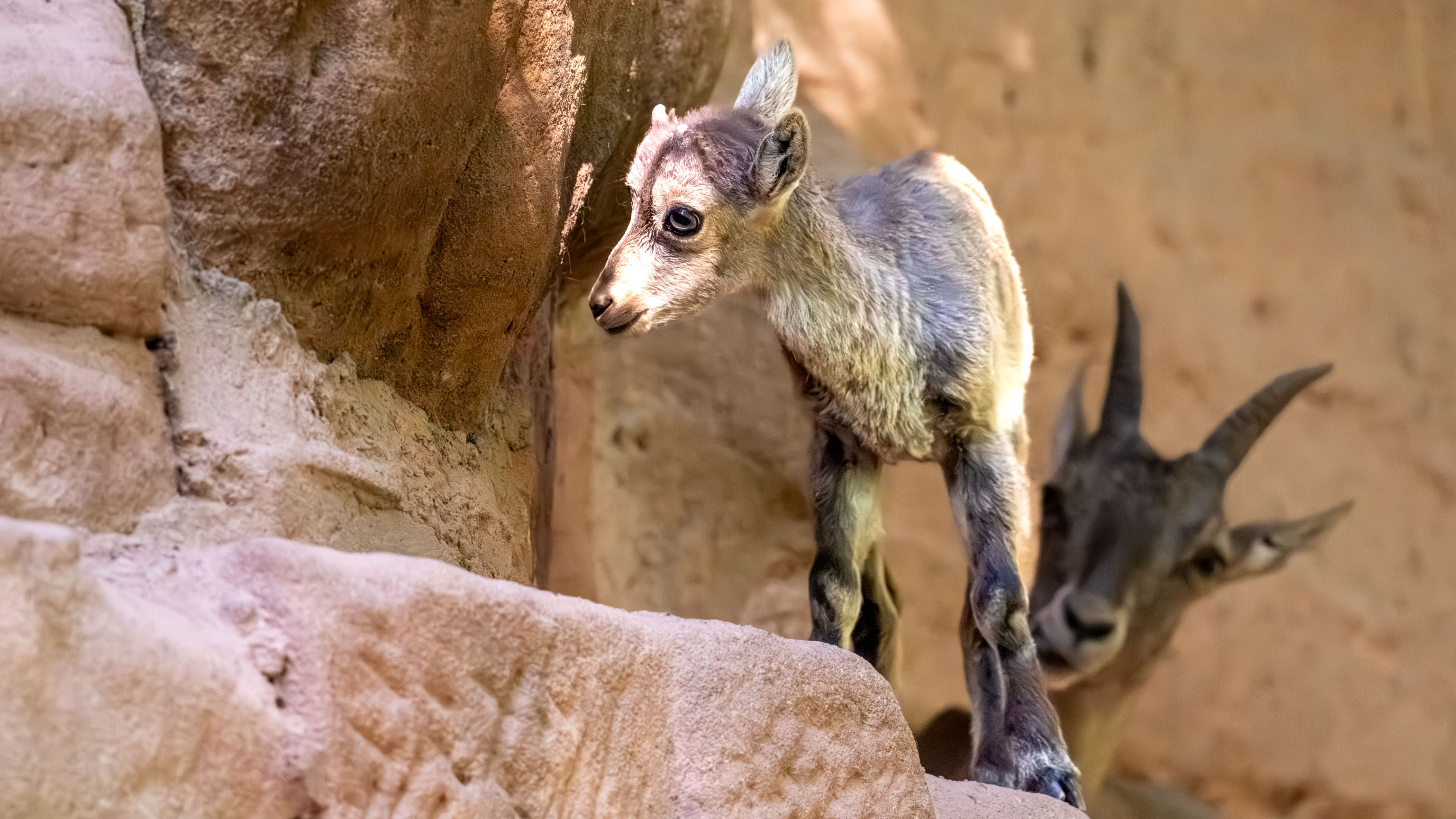 Steinbocke-Junges im Nürnberger Tiergarten, dahinter lugt die Mutter hervor