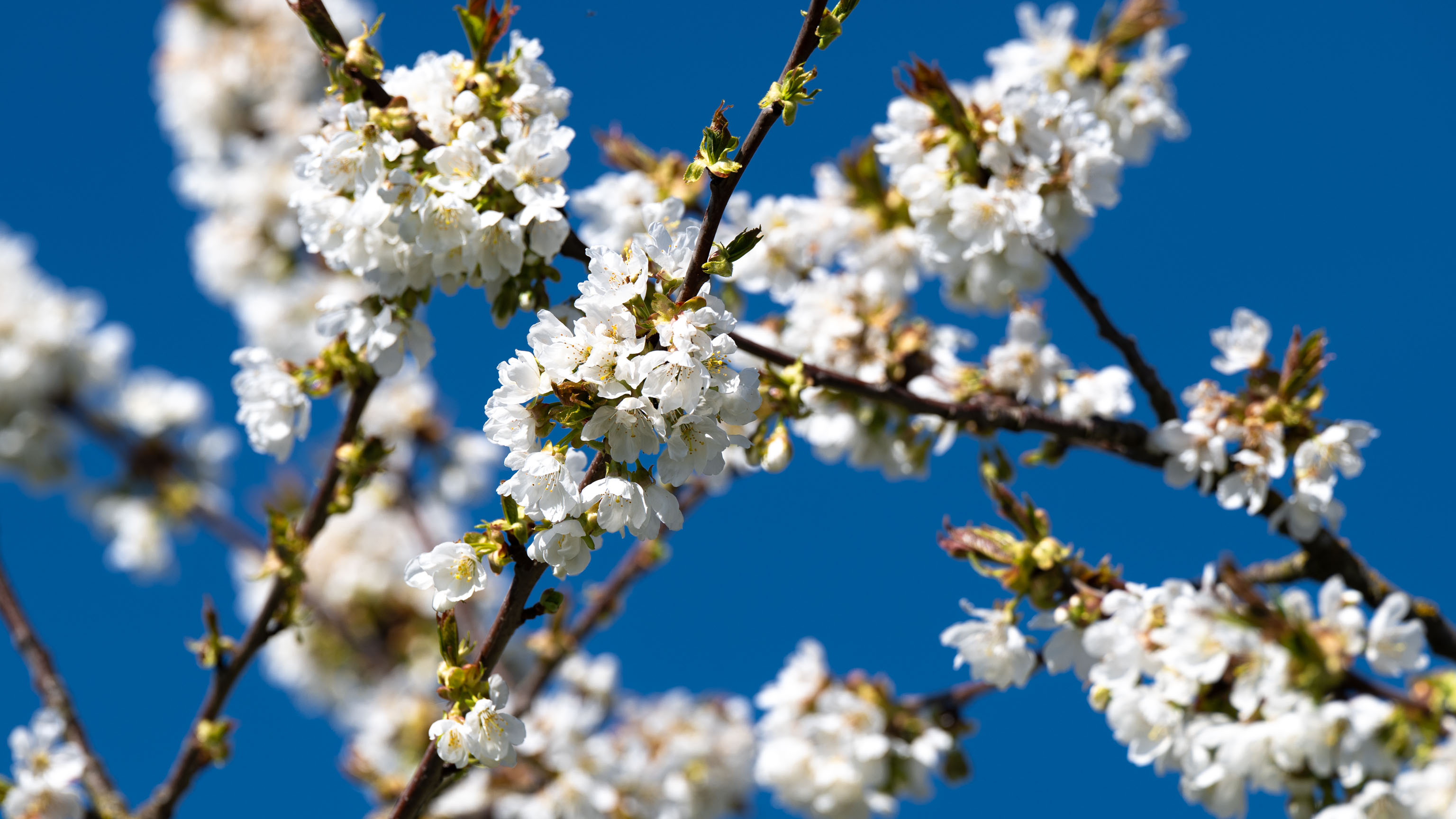 Kirschblüten gegen blauen Himmel
