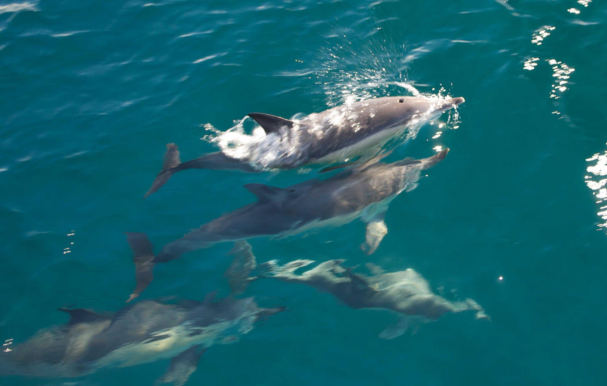 Delfin in der Bay of Plenty