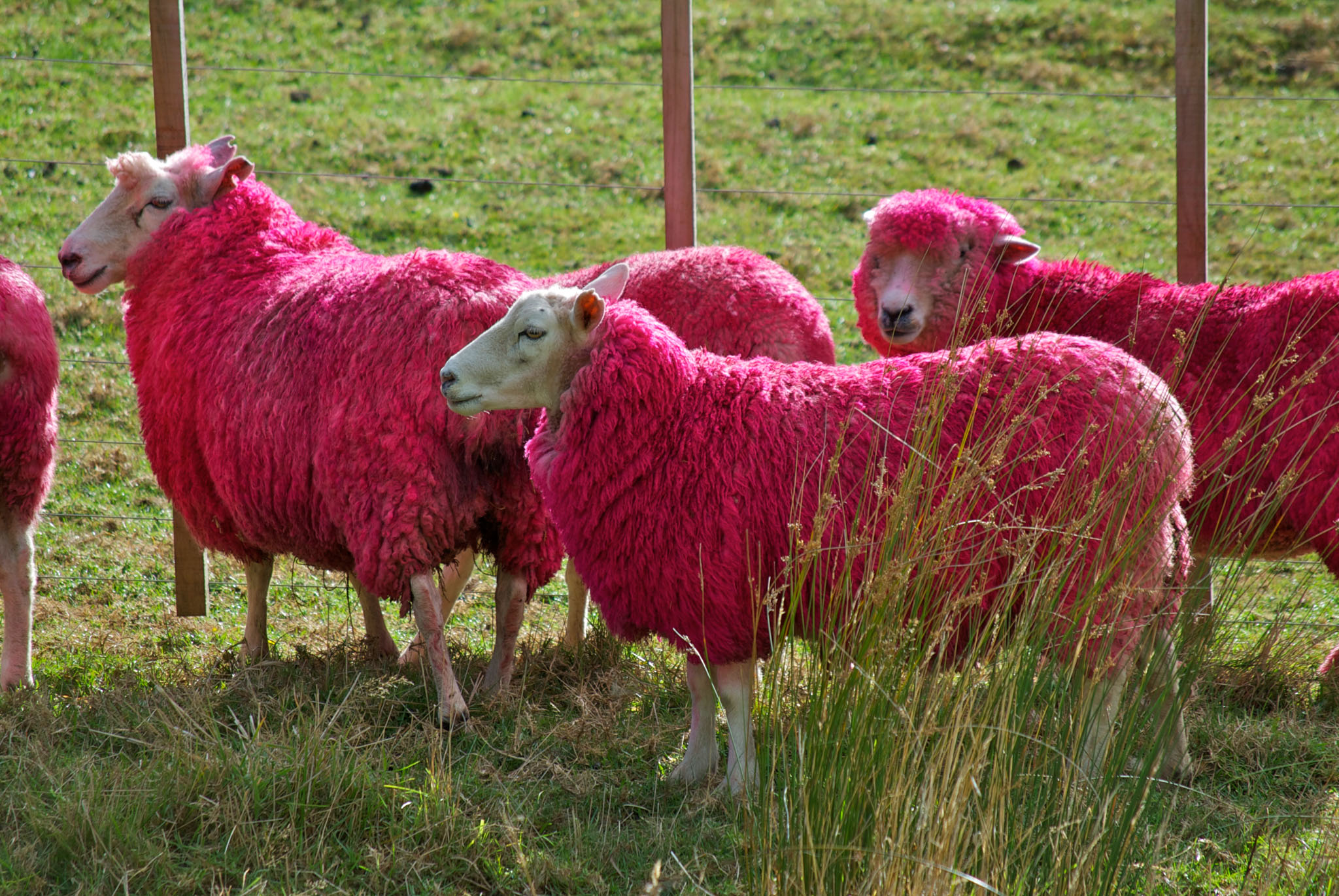 pinkfarbene Schafe in Northland