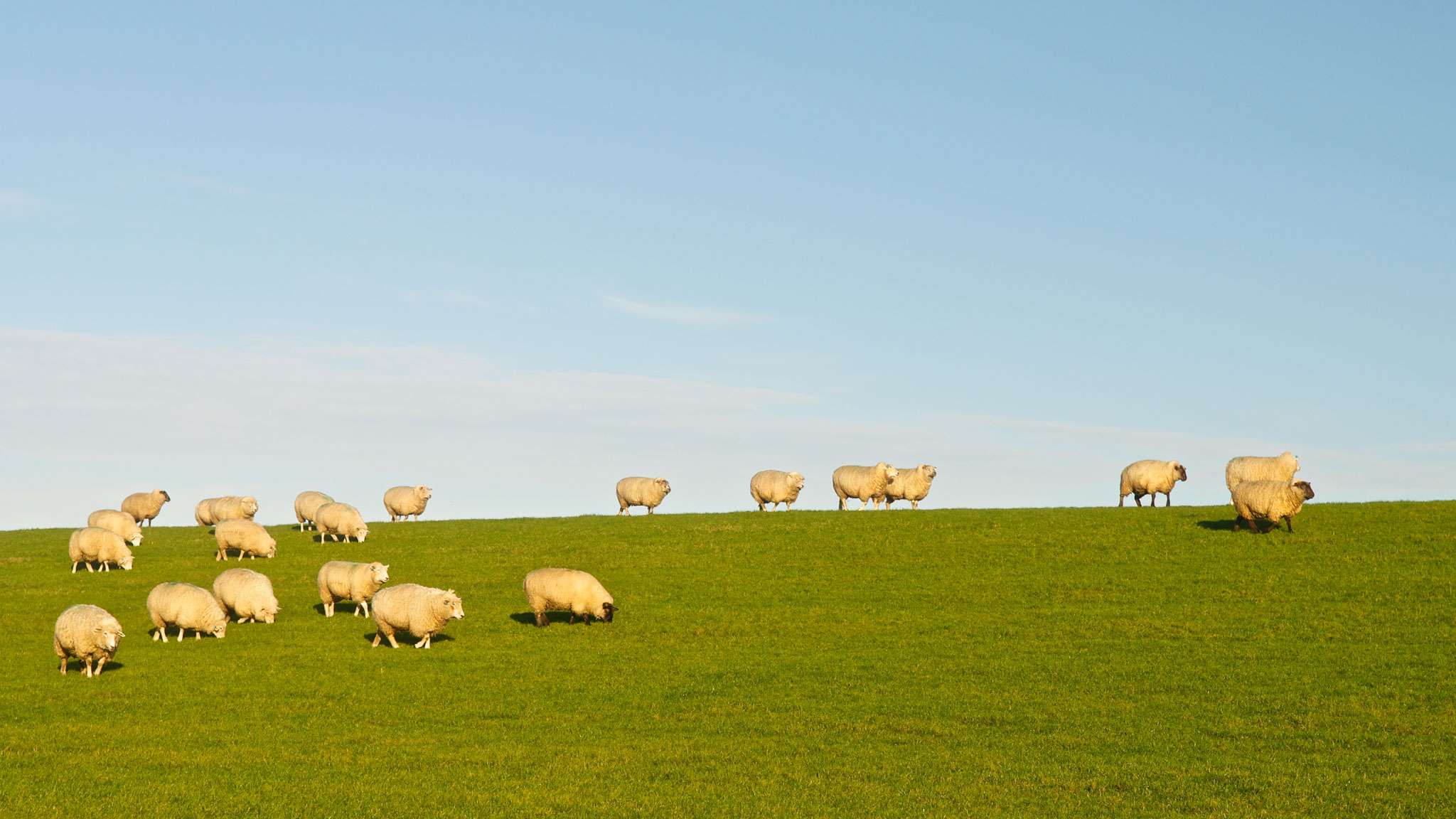 Schafe grasen auf Wiesenhügel auf Sylt